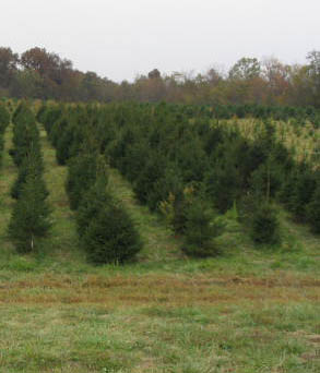 Whitetale Acres Tree Farm